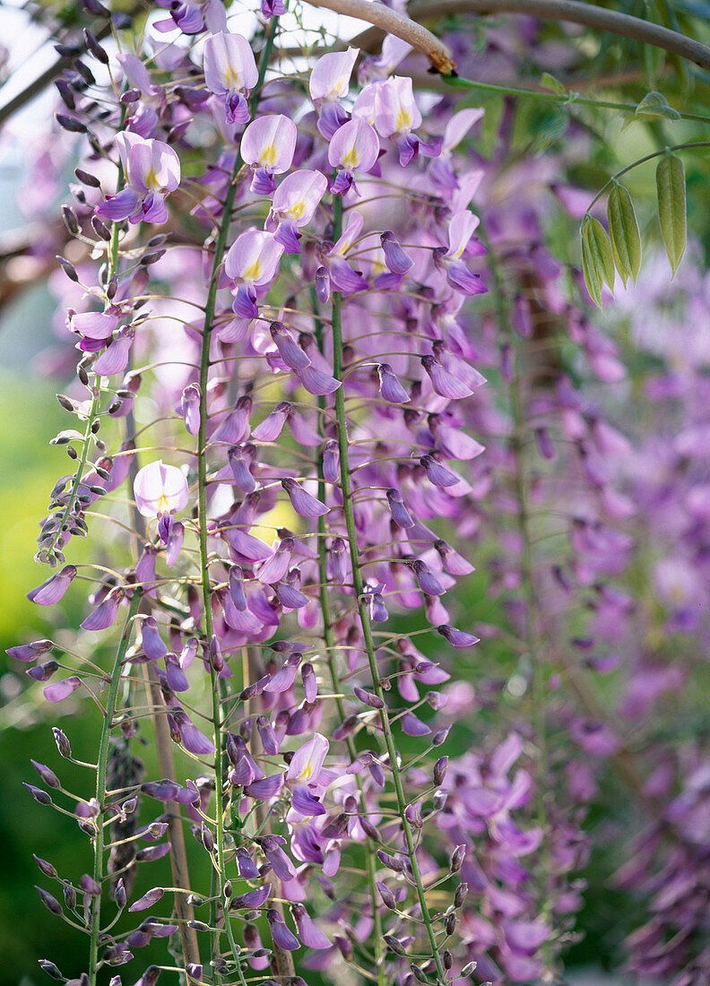 Wisteria floribunda (Japanese wisteria)