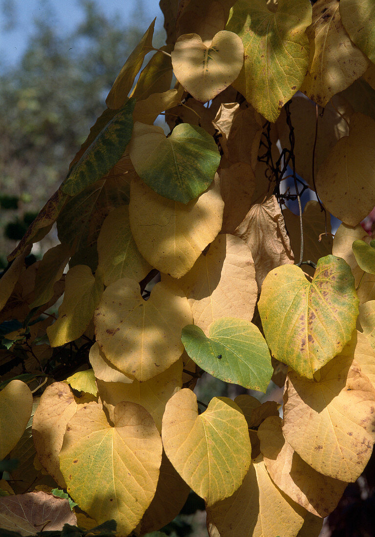 Aristolochia durior