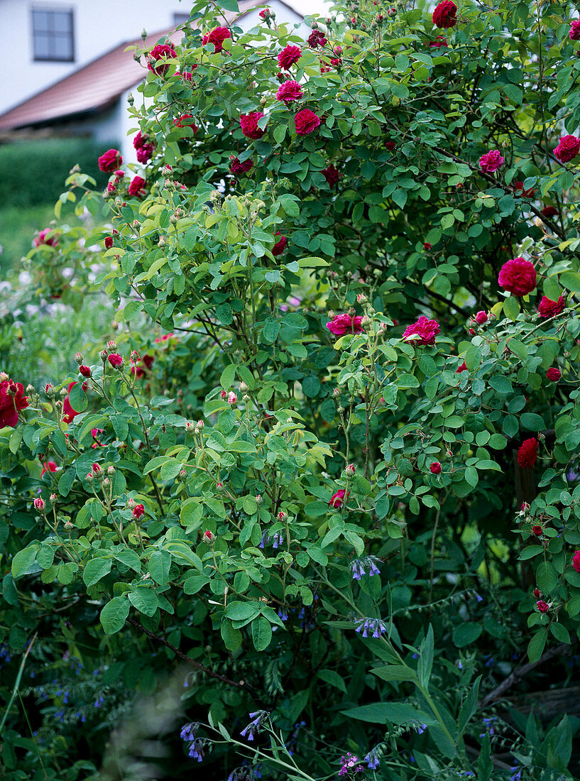 Rosa bourbonica 'Vivid'