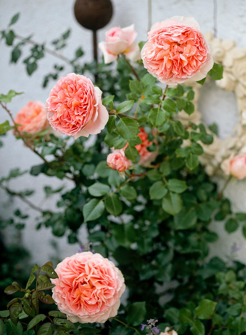Rosa 'Abraham Darby' - Shrub rose - repeat flowering - fragrance