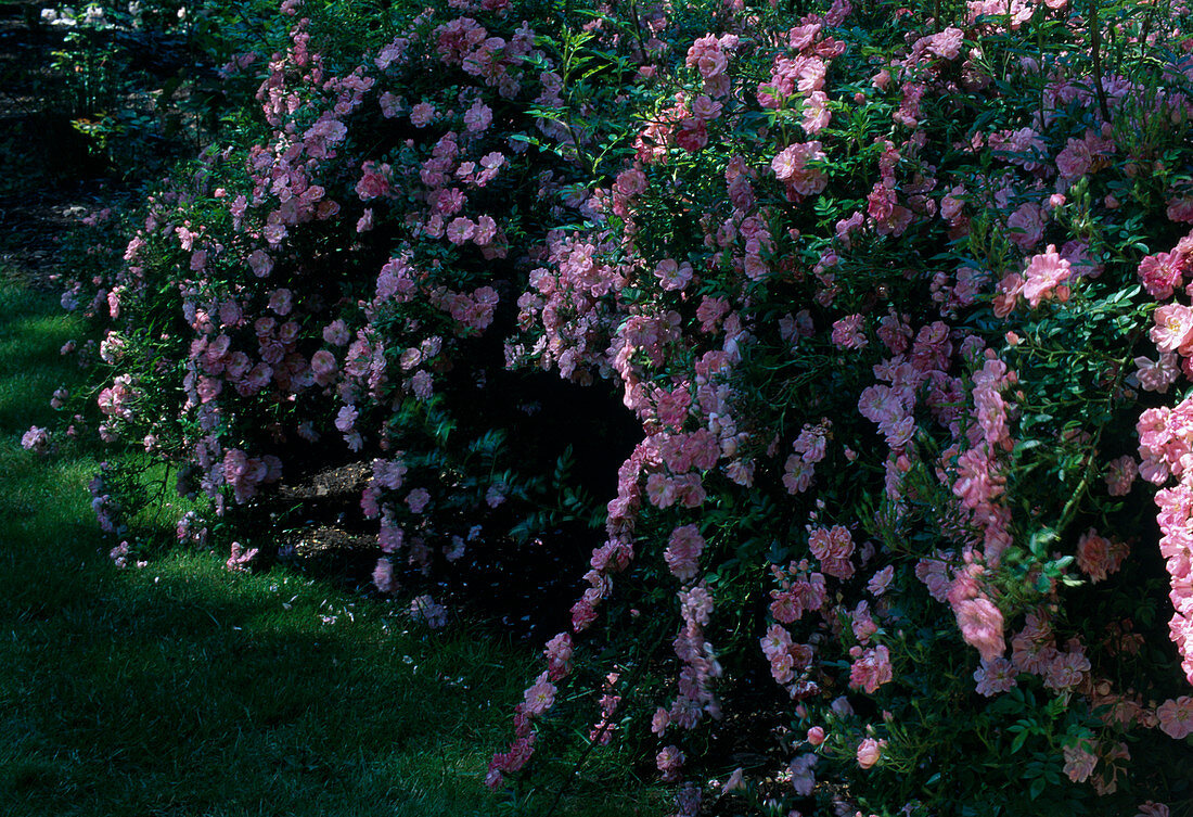 Rosa 'Ferdy' - Strauchrose, Bodendeckerrose, Nachblüte, kaum duftend