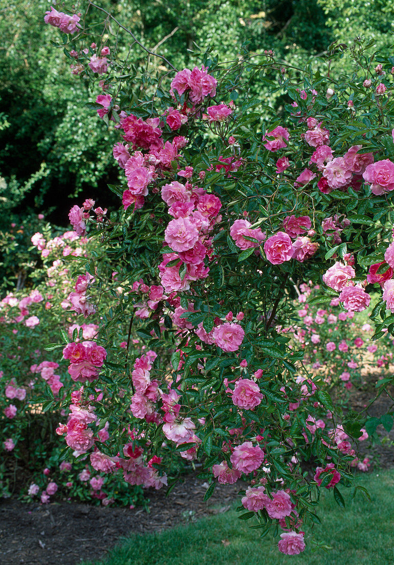 Rosa multiflora 'Tausendschön' climbing rose, rambler rose, single flowering with light fragrance