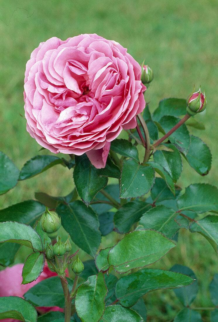 Rosa 'Leonardo da Vinci' (Nostalgia Rose), repeat flowering, robust