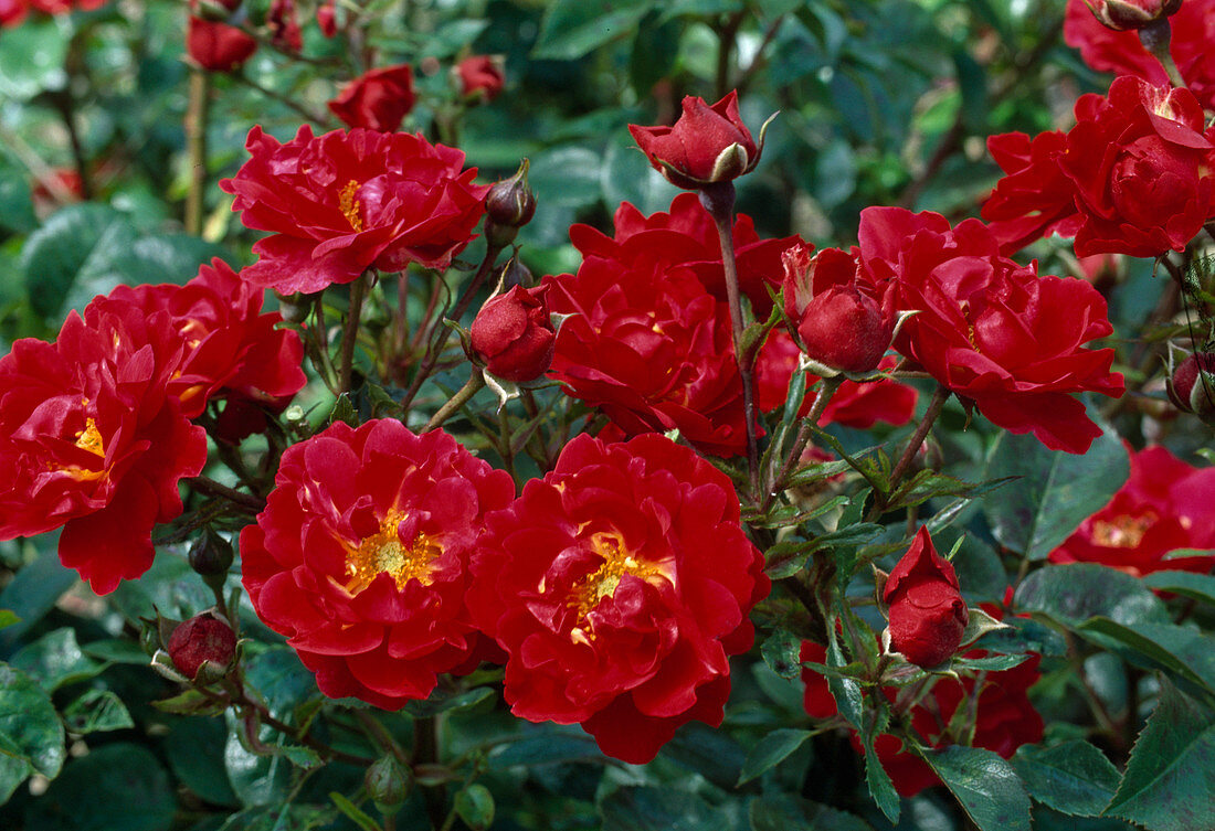 Rosa 'Heidekind' (Bodendeckerrose), öfterblühend und robust