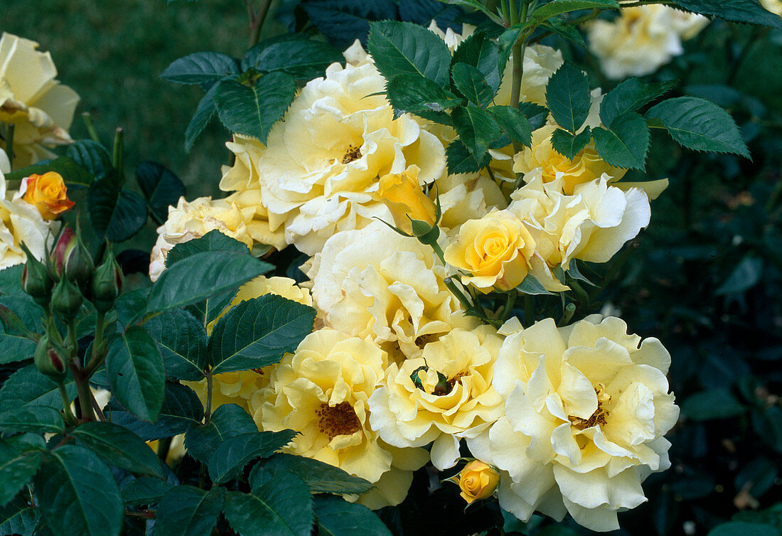 Rosa 'Lichtkoenigin Lucia' (Strauchrose), öfterblühend mit guten Duft