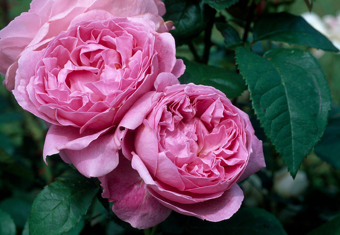 Rosa 'Mary Rose' (English rose), repeat flowering, good fragrance