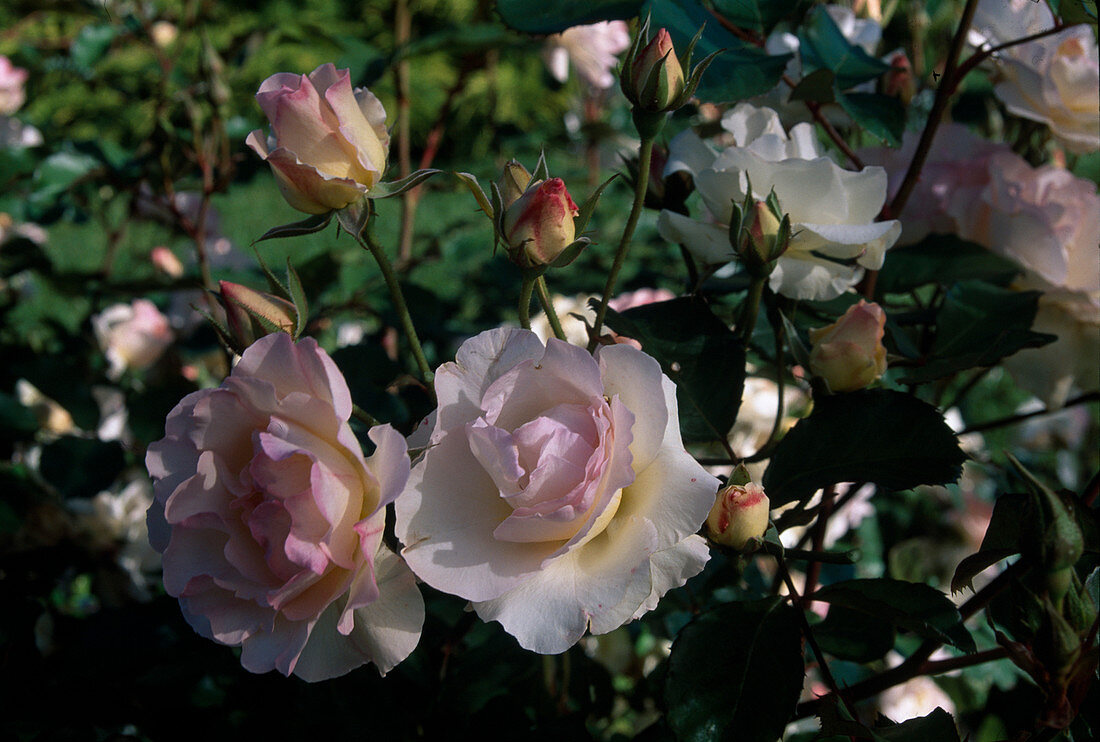 Rosa 'Lady of the Dawn', floribunda, repeat flowering with fragrance