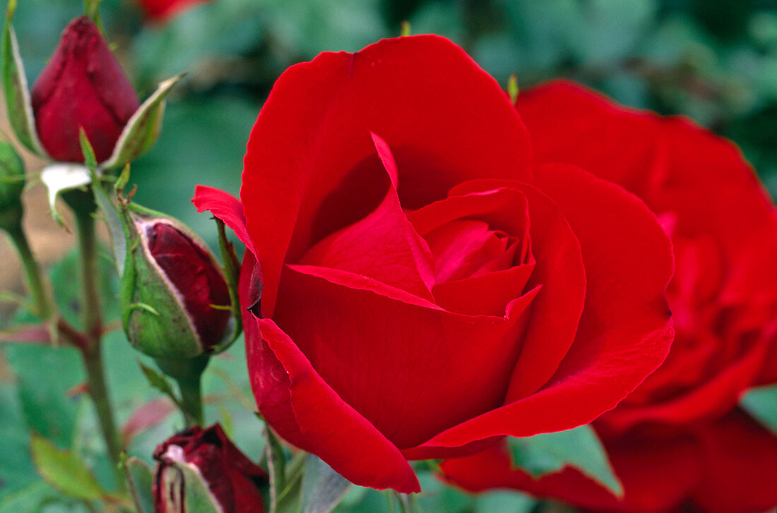 Rosa 'Karl Herbst', Syn. 'Red Peace' Teehybride, öfterblühend, starker Duft