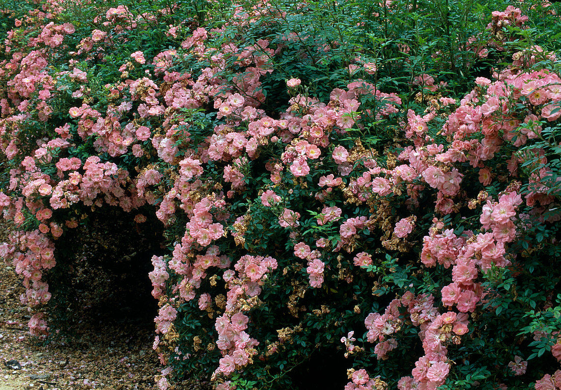 Rosa 'Ferdy' Strauchrose, Bodendeckerrose, Nachblüte, kaum duftend