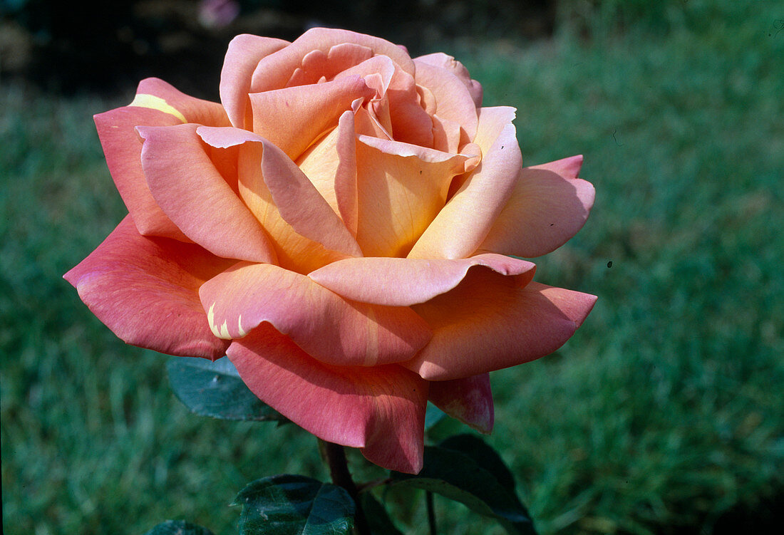 Rosa 'Chicago Peace' Tea hybrid, fragrant, repeat flowering