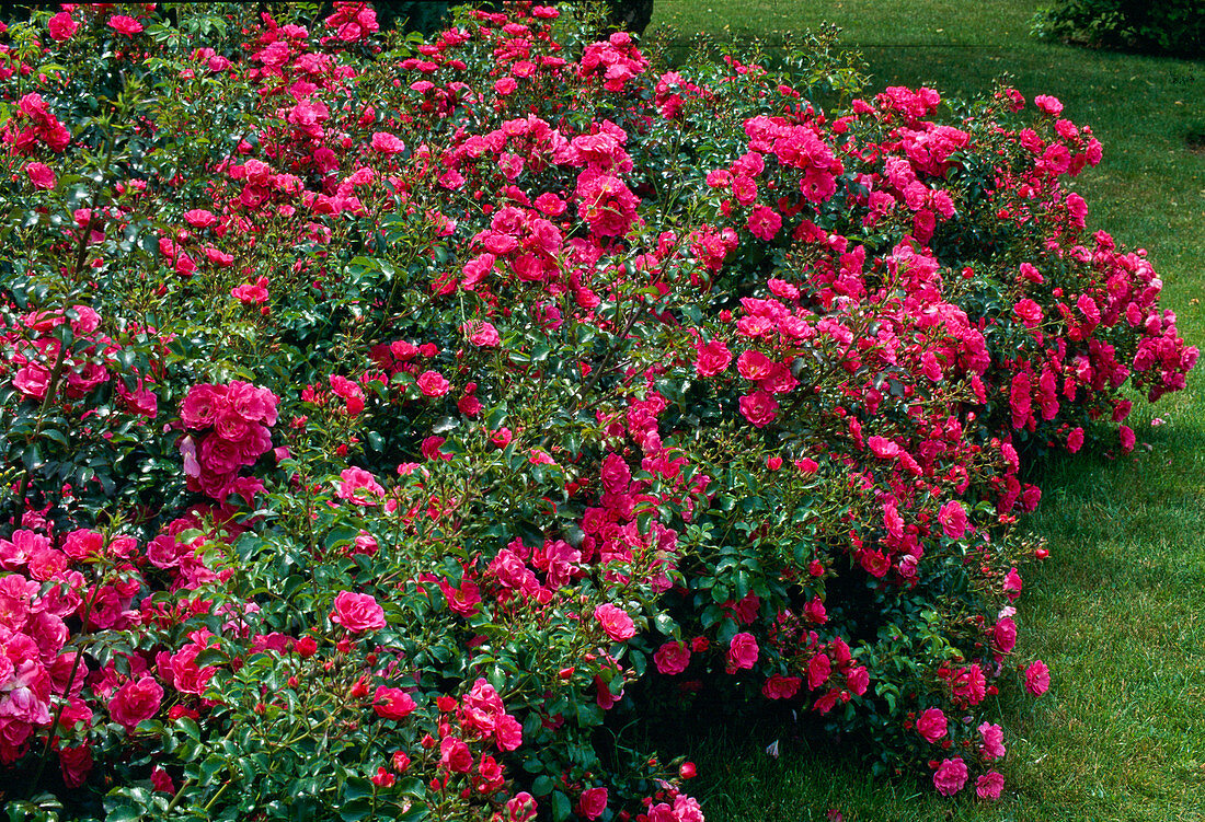 Rosa 'Flower Carpet'-syn. 'Heidetraum', 'Emera' Strauchrose, öfterblühend, Bodendecker, leichter Duft, sehr gesund