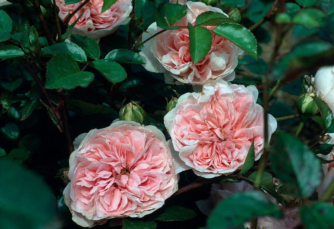 Rosa 'Bossa Nova' Modern romantic rose, double flowering by Poulsen