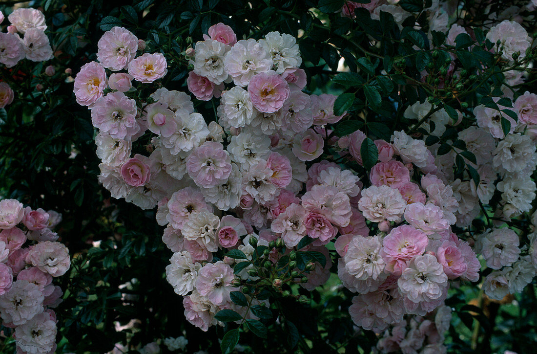 Rosa 'The Fairy' Polyanthaceous, ground cover, repeat flowering