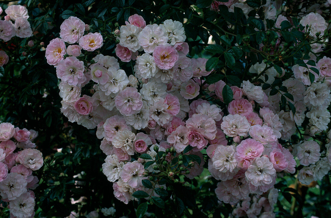 Rosa 'The Fairy' Polyantharose, Bodendecker, öfterblühend