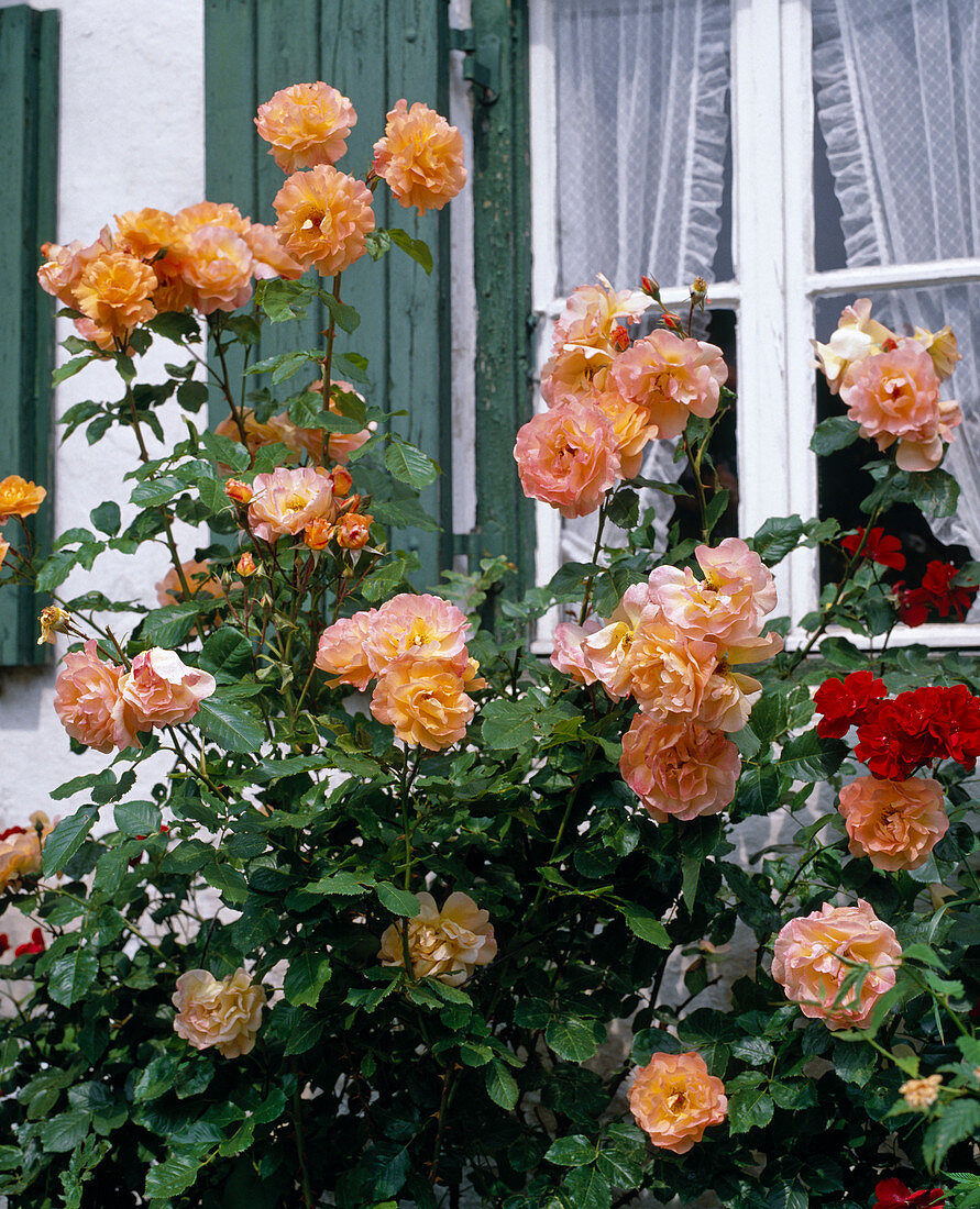 Strauchrose 'Westerland'