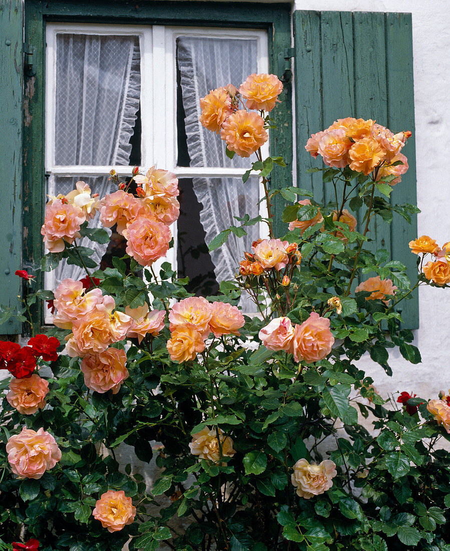 Strauchrose 'Westerland'