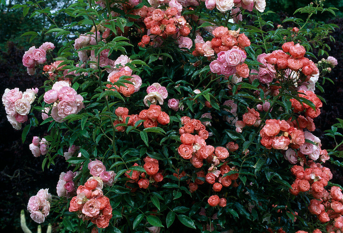 Rosa 'Margo Koster' Polyanthaceous, repeat flowering, robust