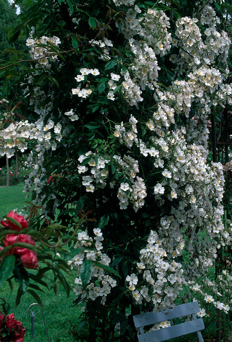 Rosa 'Toby Tristram' - climbing rose, rambler rose, single flowering, musky fragrance