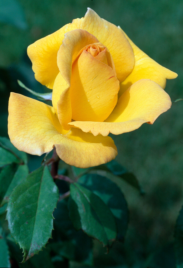 Rosa 'O Sole Mio' Teehybride, öfterblühend mit fruchtigem Duft