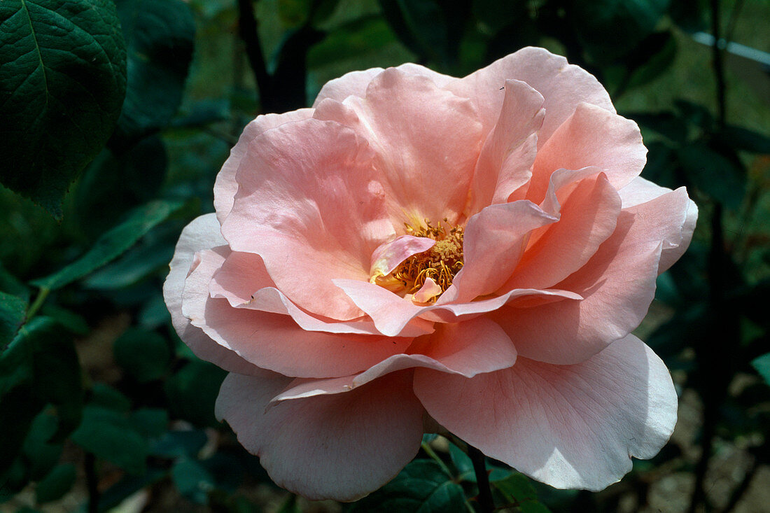 Rosa 'Mahina 81' Teehybride, duftend, öfterblühend