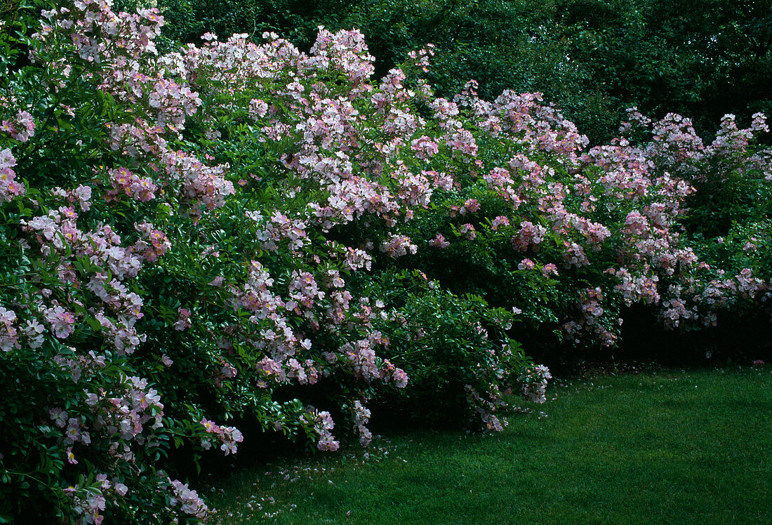 Rose 'Adenochaeta' Bot. Rose, Multiflora, Apple Rose Fragrance, once flowering
