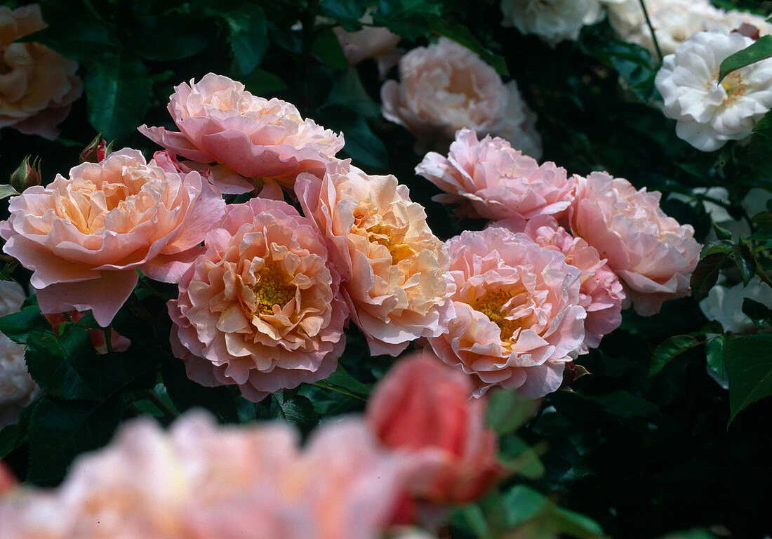 Rosa 'Marie Curie' Floribunda, shrub rose, repeat flowering, good fragrance