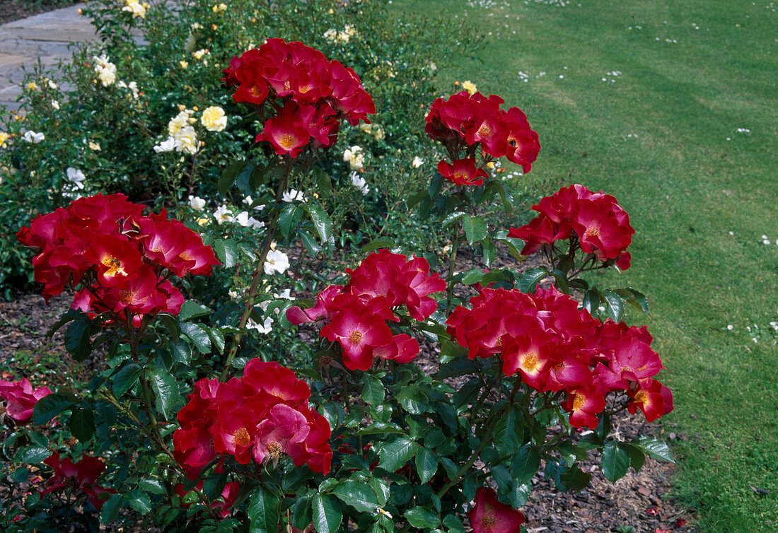Rosa 'Red Cottage' Floribundarose, Strauchrose, öfterblühend, schwach duftend