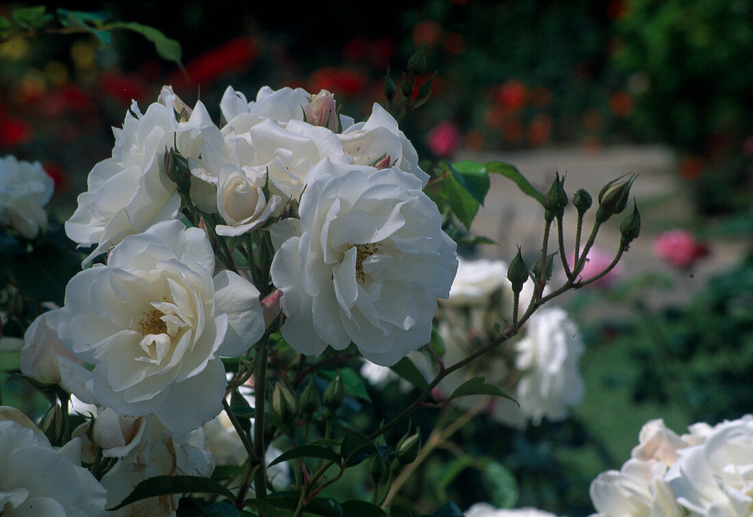 Rosa 'White Pinocchio' Floribundarose, Strauchrose, öfterblühend, starker fruchtiger Duft