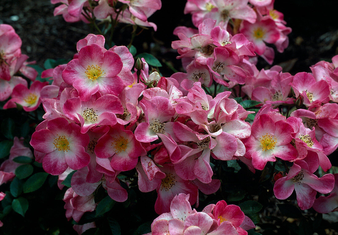 Rosa 'Cumbaya' Floribunda Rosen, Strauchrose, öfterblühend, schwach duftend