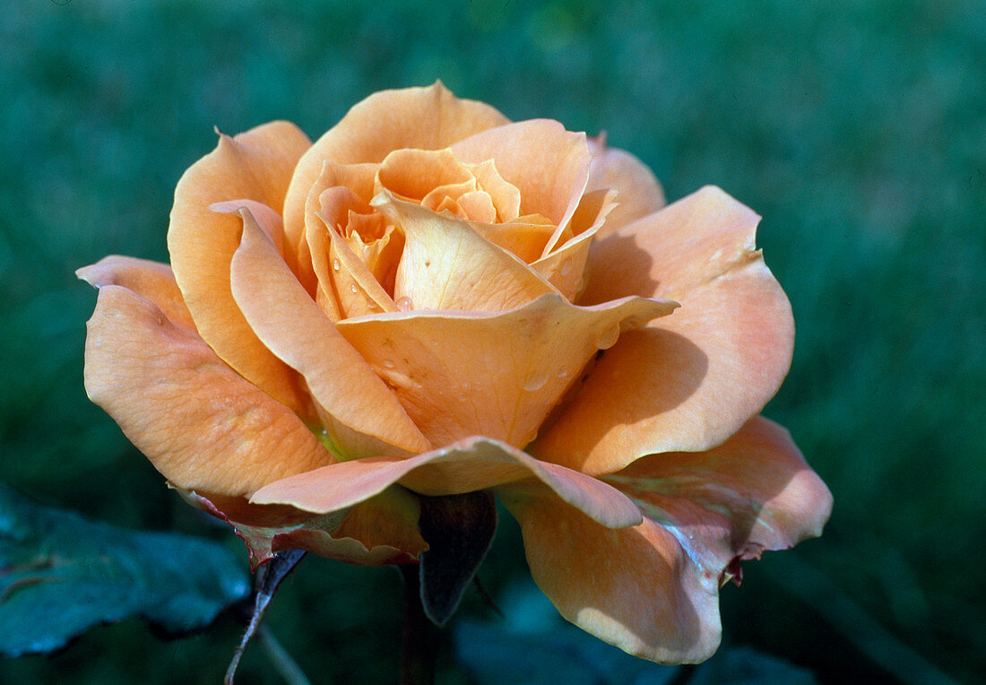 Rosa 'Flora Danica' (Noble Rose), tea hybrid, repeat flowering, fragrant