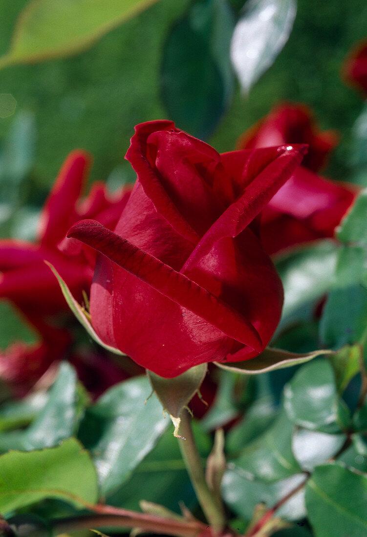 Rosa 'Ena Harkness' Teehybrid, repeat flowering, well scented