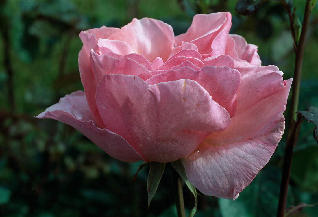 Rosa 'The Queen Elizabeth Rose', Beetrose, öfterblühend, angenehmer Duft