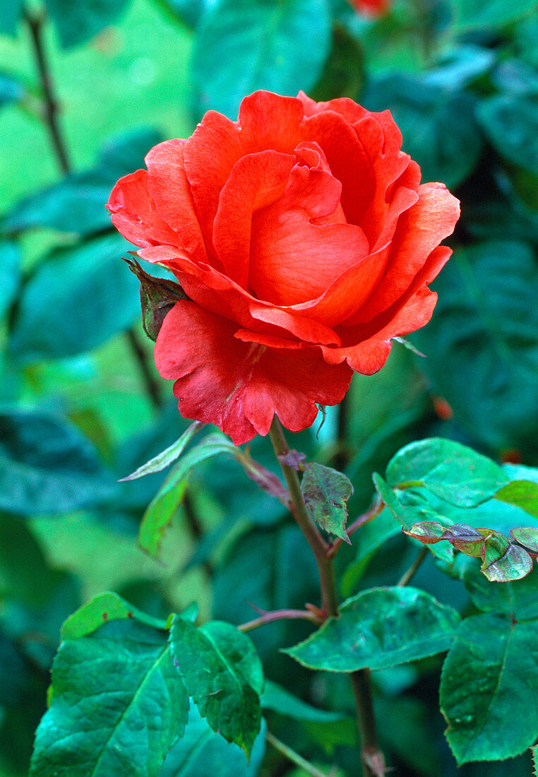 Rosa 'Satellite' Teehybride, öfterblühend, leichter Duft, blühfreudig