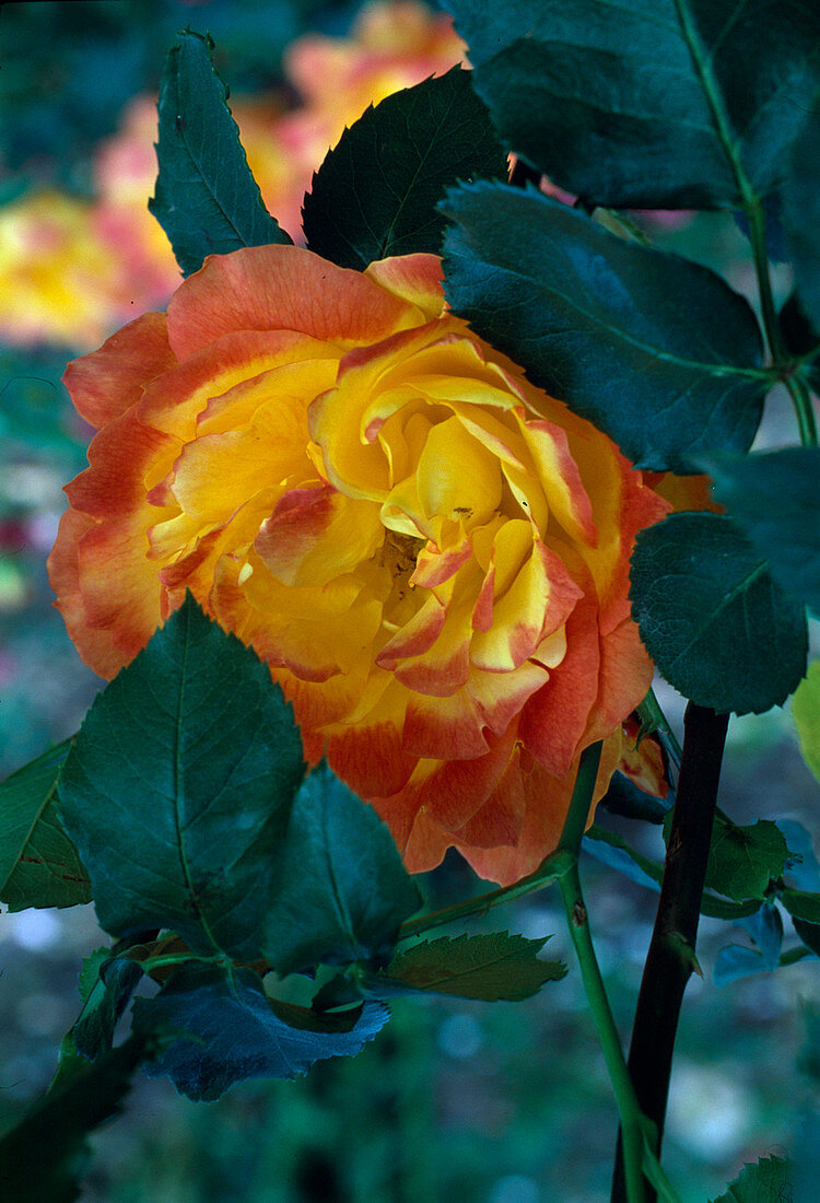 Rosa 'Pareo' Teehybride von Meilland, öfterblühend, schwach duftend