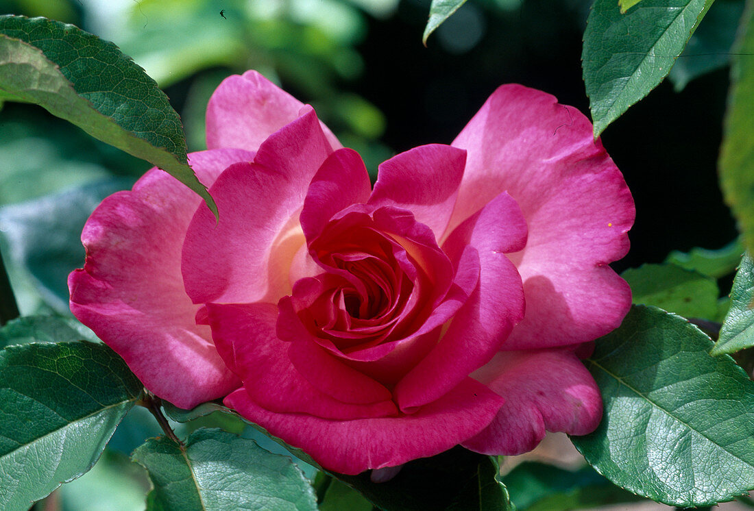 Rosa 'Madame Victor Dimitriu' Teehybride, öfterblühend, guter Duft