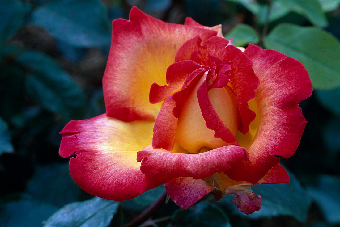 Rosa 'Sweet Delight' Teehybride, öfterblühend, guter Duft