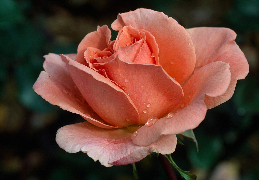 Rosa 'Kalinka'syn. Pink Wonder 'Floribunda Rose, repeat flowering, hardly any fragrance
