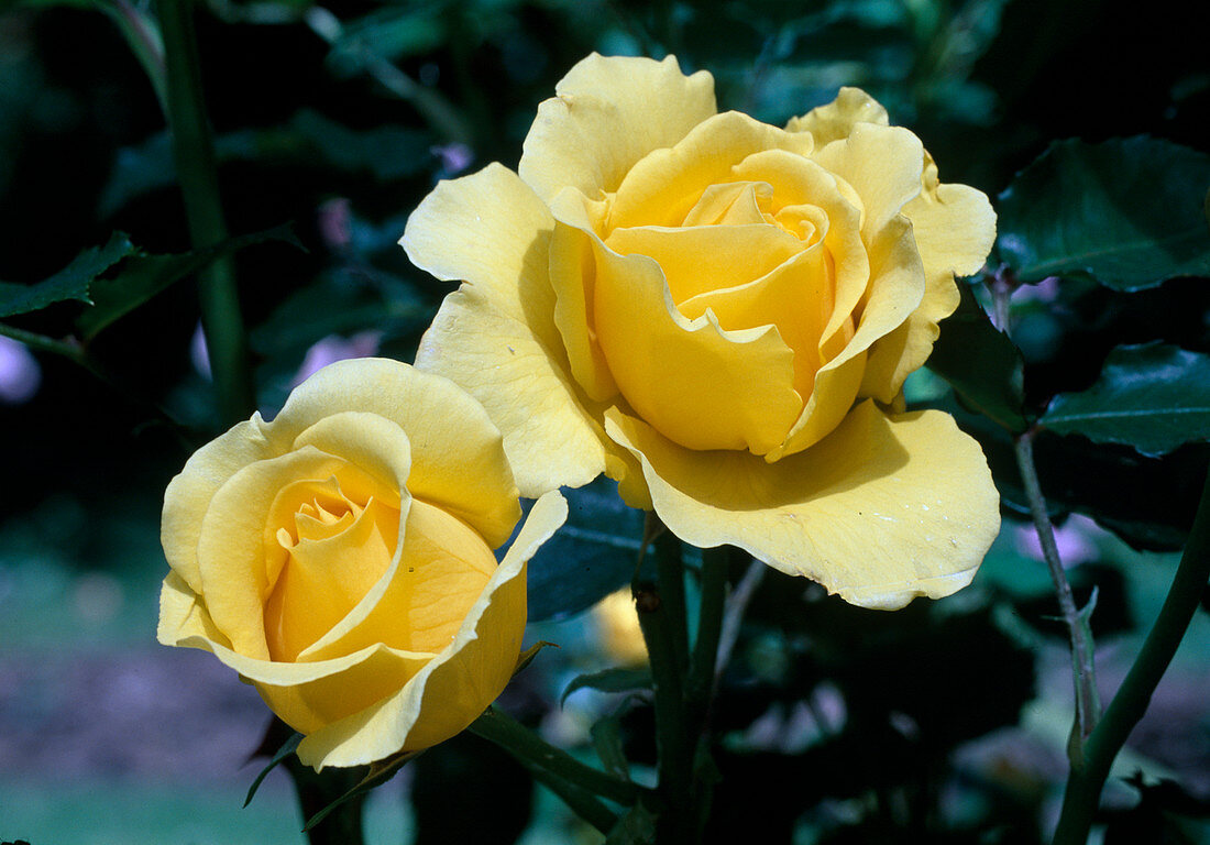 Rosa 'Rimosa', Syn. 'Gold Bunny' (Floribunda rose) repeat flowering, vine climates