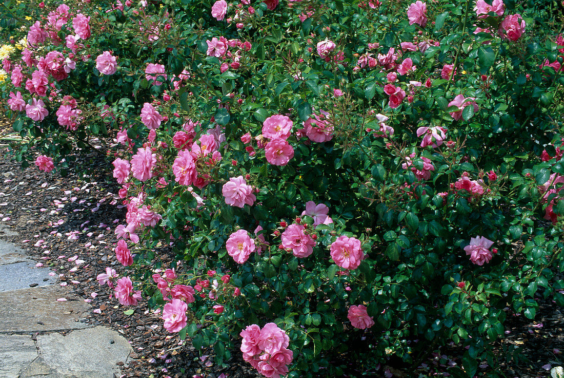 Rosa 'Mirato' (Bodendecker-Rose), öfterblühend, kaum Duft