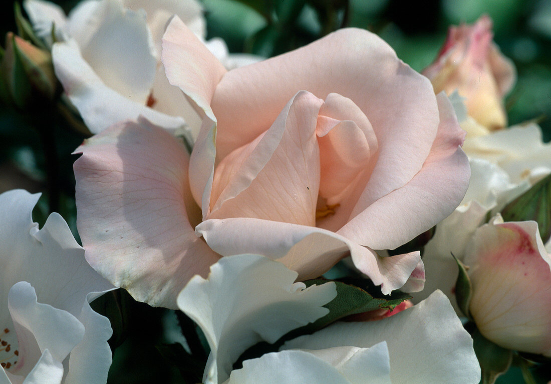 Rose 'Bordurella' floribunda, Strauchrose, öfterblühend, leichter Duft