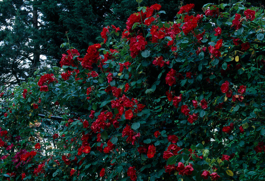 Rosa 'Sarabande' Floribunda Rose, repeat flowering, weak fragrance
