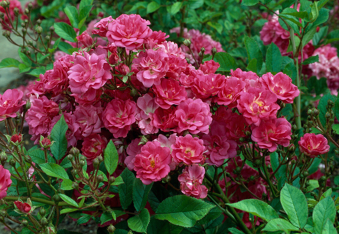 Rose 'Jean Monnet' Floribunda, bedding rose, repeat flowering, weak fragrance