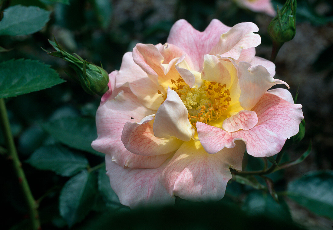 Rosa 'Bouquet Vanille' Strauchrose, öfterblühend, duftend (Vanille) von Delbard