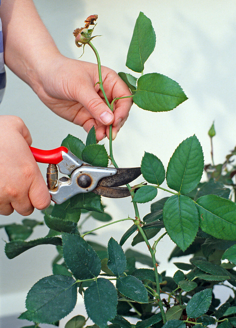 Prune roses properly after flowering