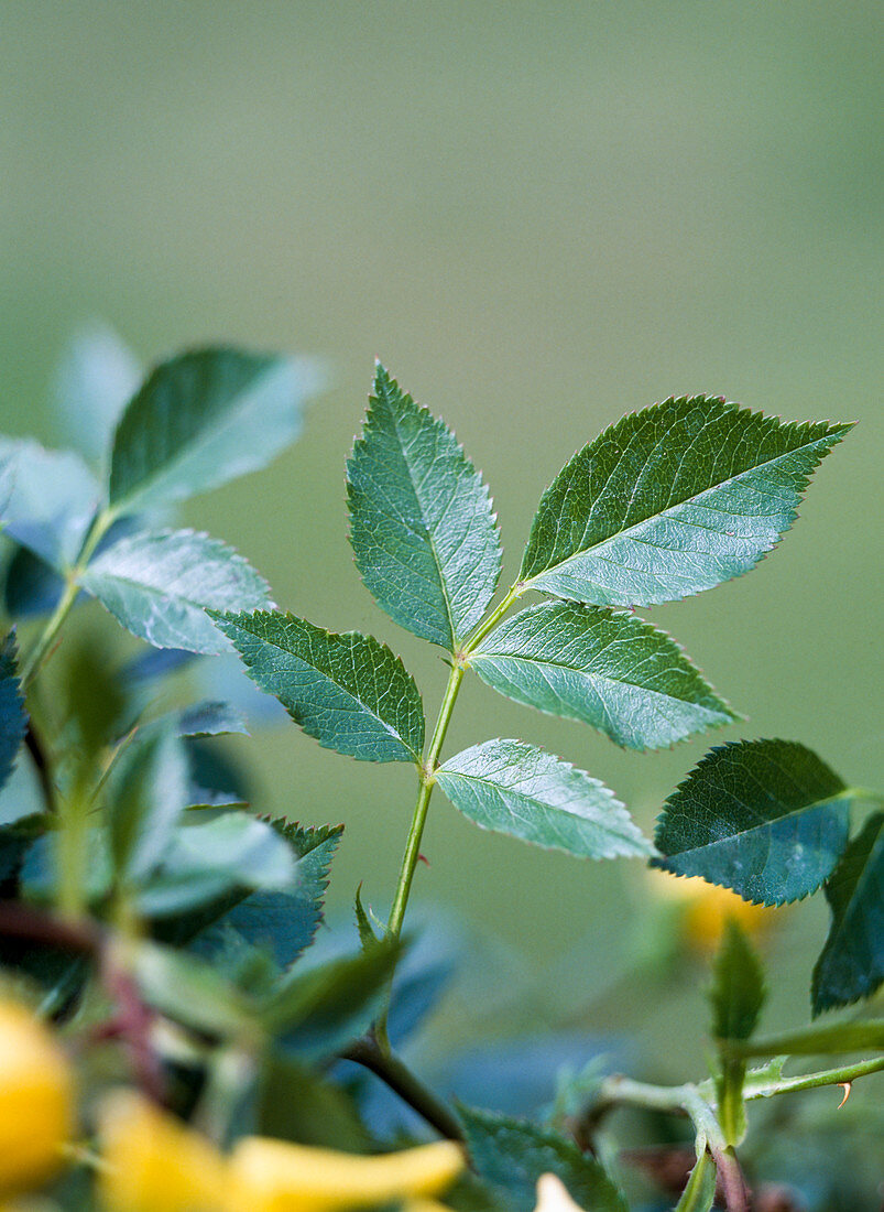 Leaf of a noble rose