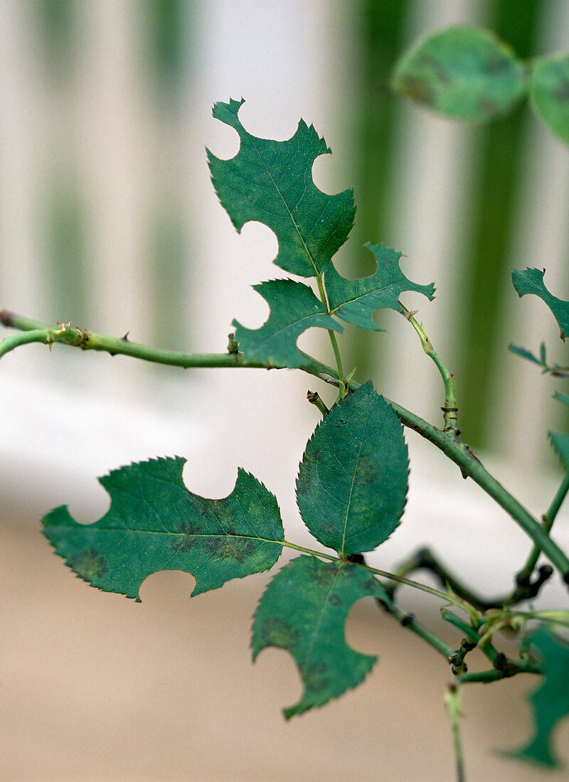 Eating damage on the rose leaf