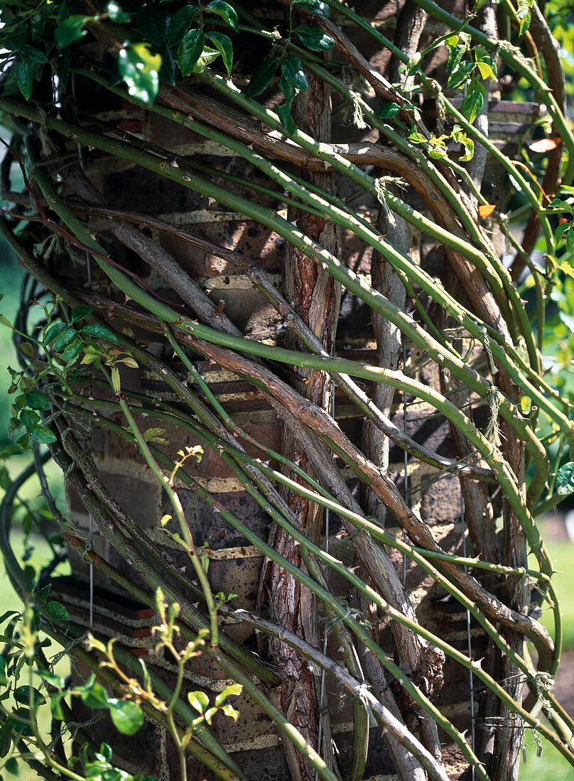 Tying a climbing rose around a brick post