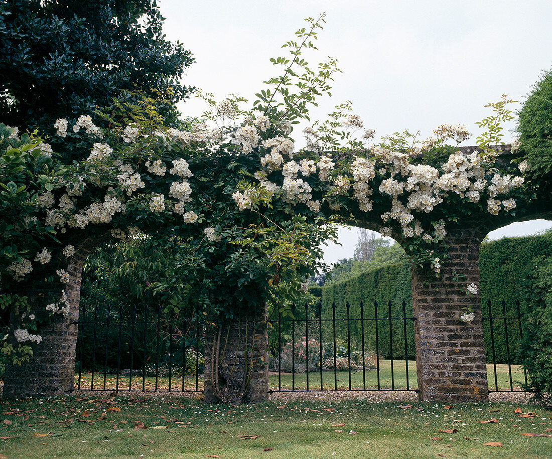 Climbing rose