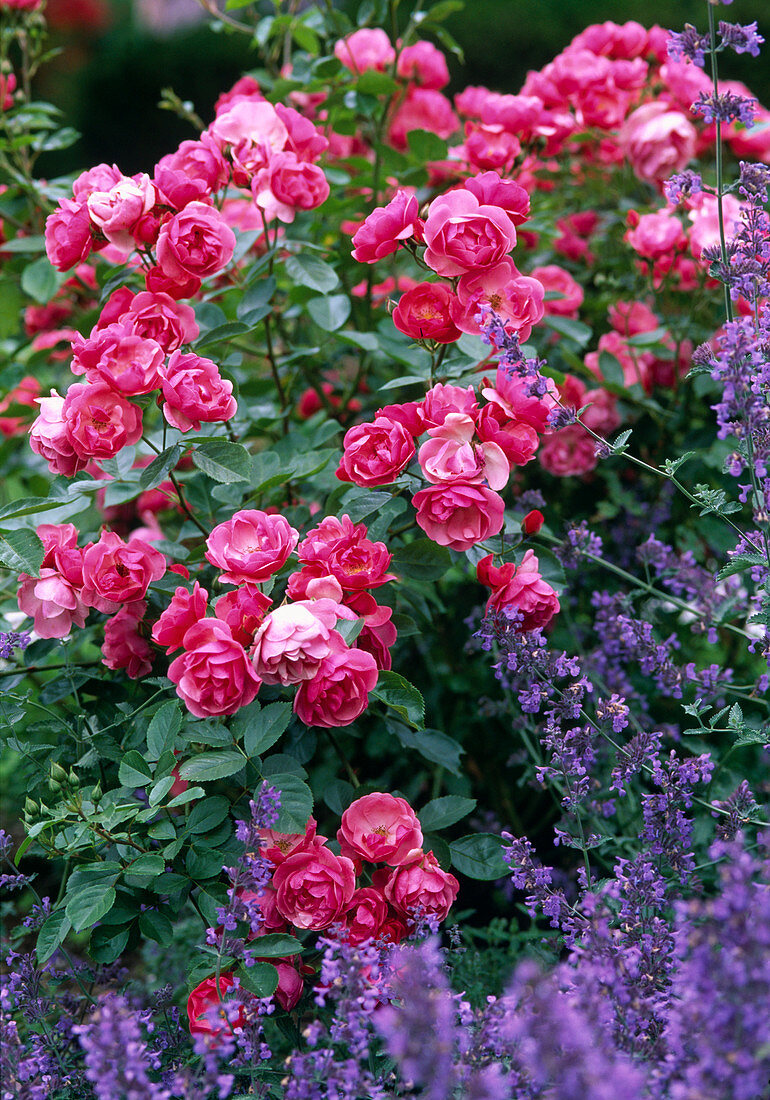 Rose 'Angela' (shrub rose), often flowering, Nepeta (catmint)