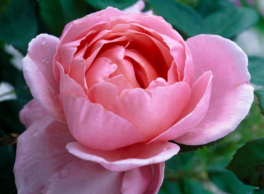 Rosa 'Brother Cadfael' (English fragrant rose, repeat flowering)